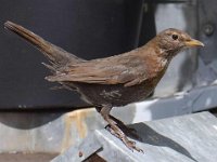 Amsel w-01
